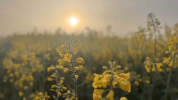 Joy of an outdoor Morning 